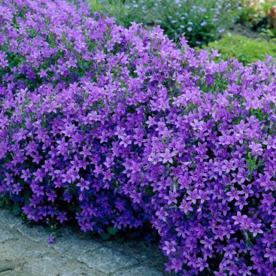 Campanula pontenschlagiana...