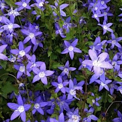 Campanula Poscharskyana...