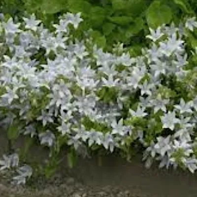 Campanula Poscharskyana E....