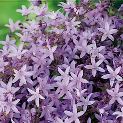 Campanula pontenschlagiana...