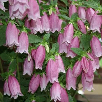 Campanula Punctata...