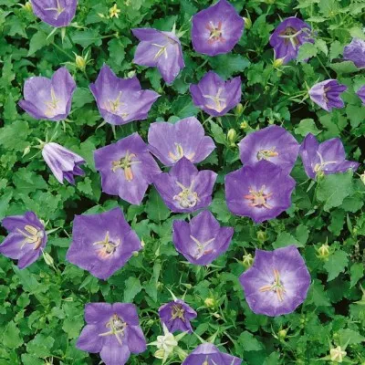 Campanula Turbinata Karl...