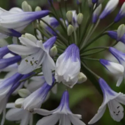 Agapanthus Enigma   V. 9