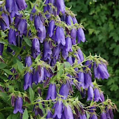 Campanula Sarastro v.9