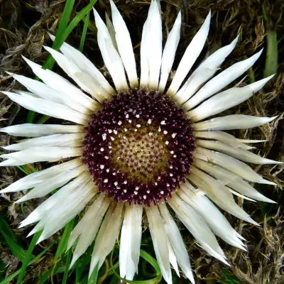 Carlina Acaulis v.9