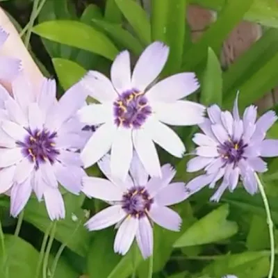 Catananche Caerulea v. 9