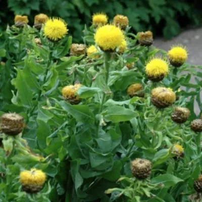 Centaurea Macrocephala vaso...