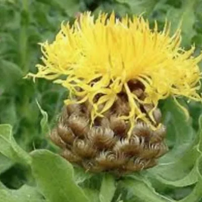 Centaurea Macrocephala vaso...