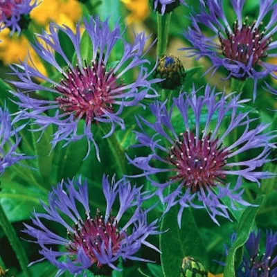 Centaurea Montana...