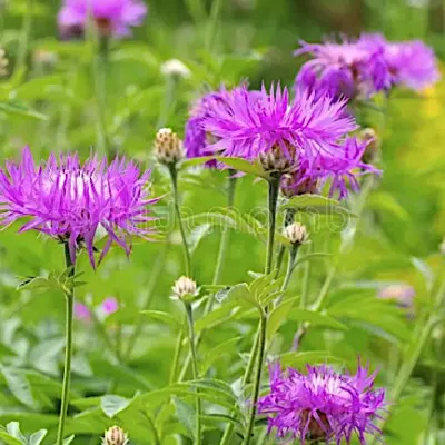 Centaurea Macrocephala v. 9