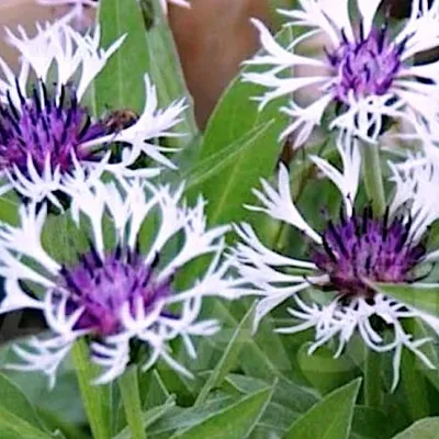 Centaurea Purple Heart...