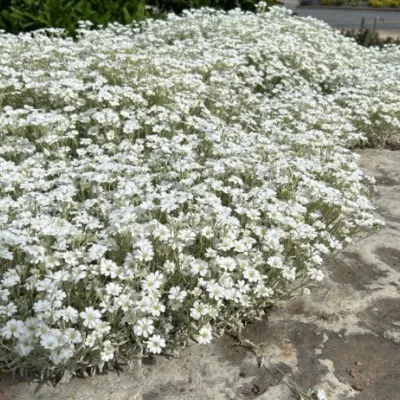 Cerastium Tomentosum...