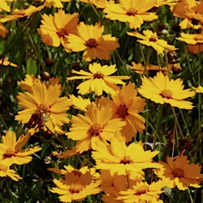 Coreopsis Grandiflora...