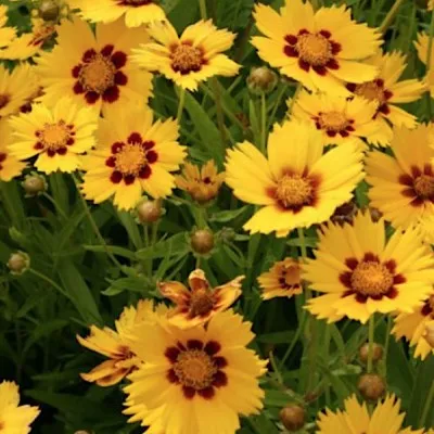 Coreopsis Grandiflora...