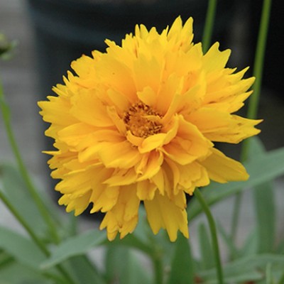 Coreopsis Grandiflora...