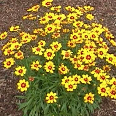 Coreopsis lanceolata...