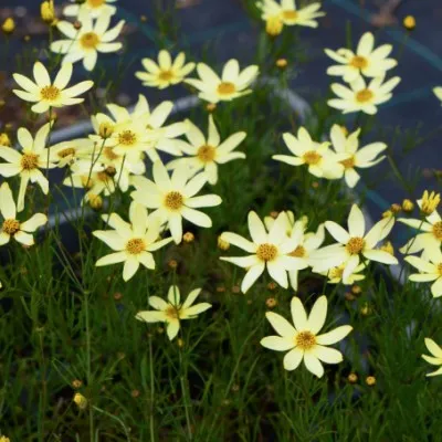 Coreopsis verticillata...