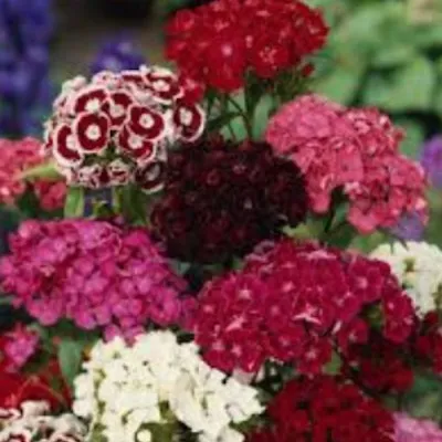 Dianthus Barbatus dianthus...