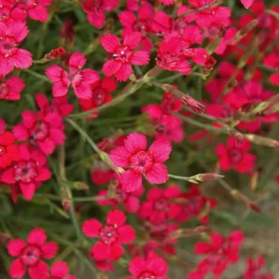 Dianthus Deltoides Flashing...