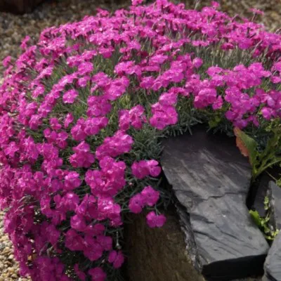 Dianthus Gratianapolitanus...