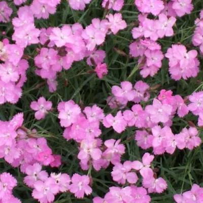 Dianthus Gratianapolitanus...