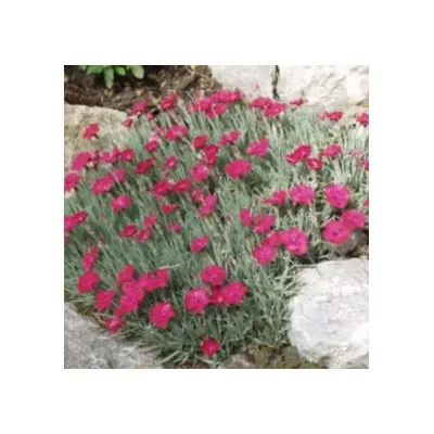 Dianthus Gratianapolitanus...