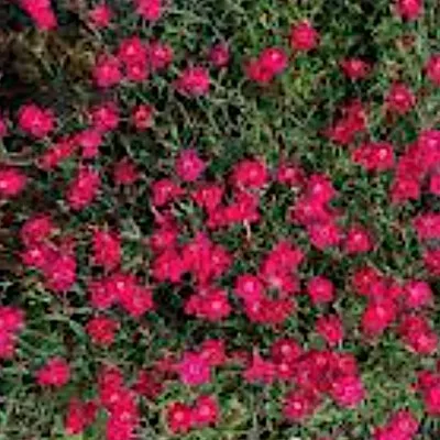 Dianthus Gratianapolitanus...