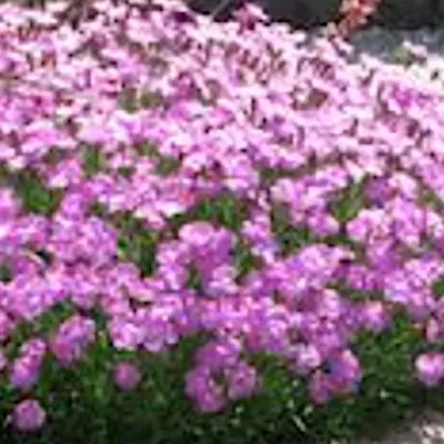 Dianthus Gratianapolitanus...