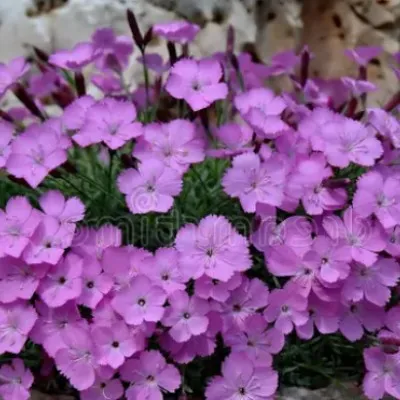 Dianthus Gratianapolitanus...