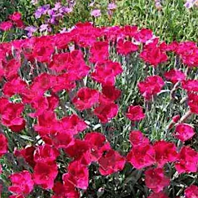 Dianthus Gratianapolitanus...