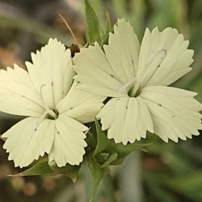 Dianthus Knappii  v. 9