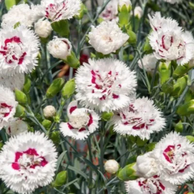 copy of Dianthus Alpinus