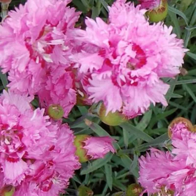 Dianthus Plumarius Maggie...