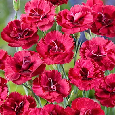 copy of Dianthus Alpinus