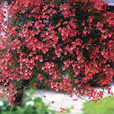 diascia cordata ruby field...