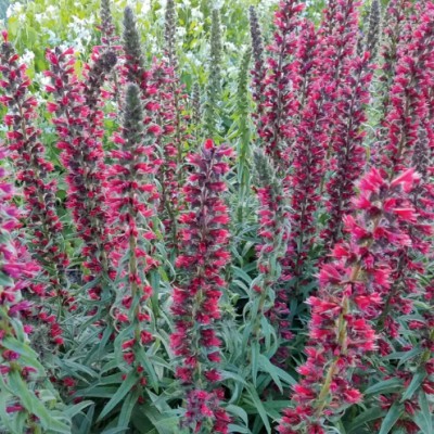 Echium Vulgare red Feathers...