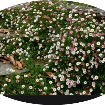 Erigeron karvinskianus vaso 9