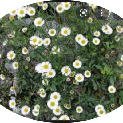 Erigeron karvinskianus vaso 9