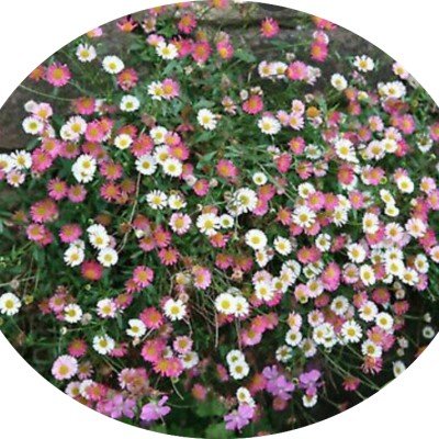 Erigeron karvinskianus vaso 9