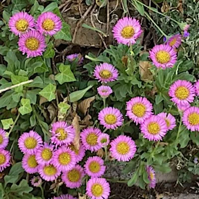 Erigeron karvinskianus...