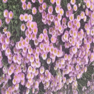 Erigeron karvinskianus...