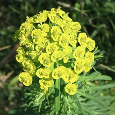 copy of Euphorbia characias...