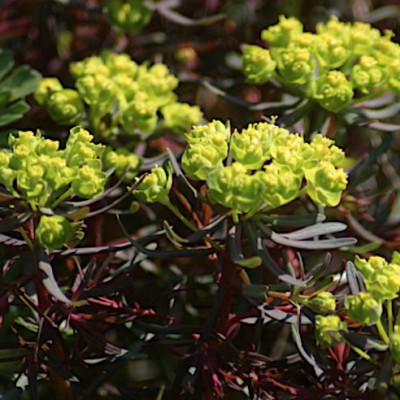 copy of Euphorbia characias...