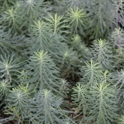 Euphorbia  Cyparissias...