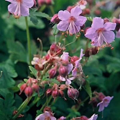 Geranium Macrorrhizum...