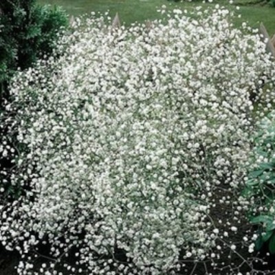 Gypsophila paniculata...