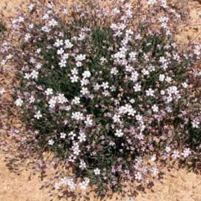 Gypsophila repens v.9