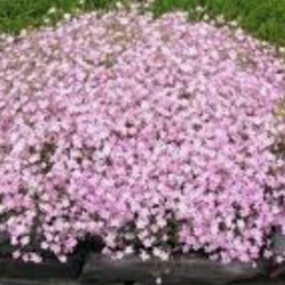 Gypsophila repens rosea v.9