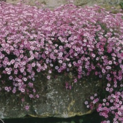 Gypsophila repens...