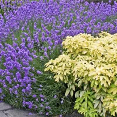 Lavandula angustifolia...